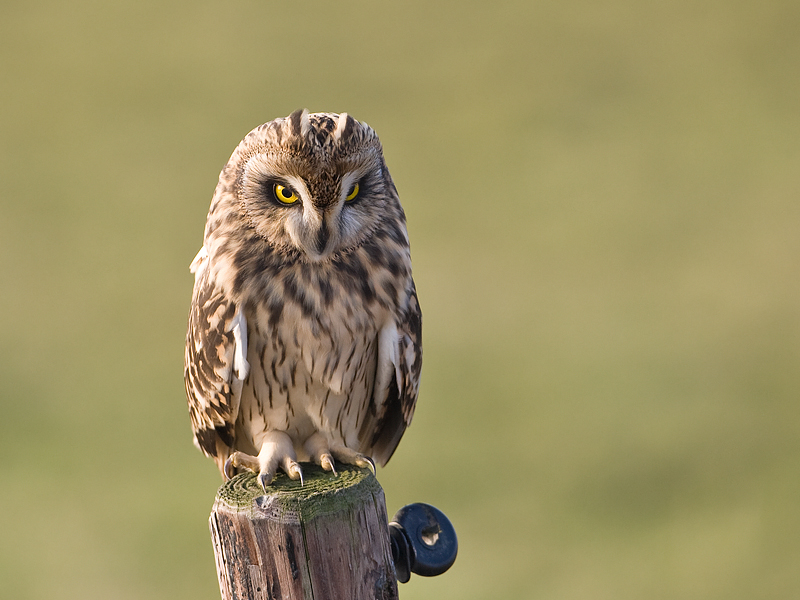 Asio flammeus Velduil Short-eard Owl